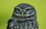 Little Owl (Captive)