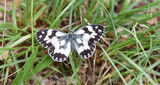Marbled White