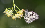 Marbled White on Lime Blossom