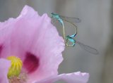 Mating Damselflies on Poppy