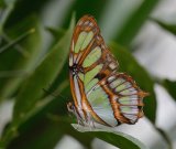 Patricia Butterfly (Captive)