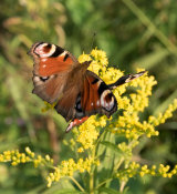 Peacock Butterflies