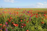 Poppies and Vetch