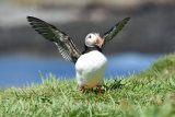 Puffin