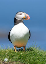 Puffin