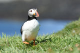 Puffin