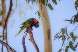 Rainbow Lorikeet