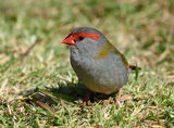 Red Browed Finch (Habituated)
