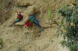 Red and Green Macaws At Clay Lick