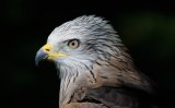 Red Kite (Captive)