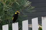 Regent Bowerbird