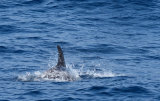 Risso's Dolphin
