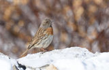 Robin Accentor