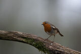 Robin