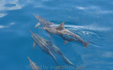 Rough Toothed Dolphins