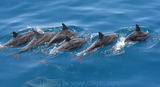 Rough Toothed Dolphins