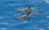 Rough Toothed Dolphins