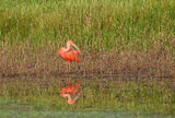 Scarlet Ibis