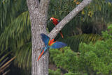 Scarlet Macaws
