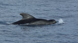 Short Finned Pilot Whale