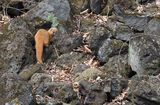 Siberian Weasel
