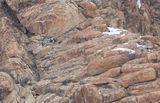 Snow Leopard Cubs Sleeping