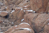 Snow Leopard Disappearing