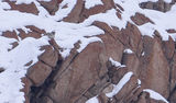 Snow Leopard!