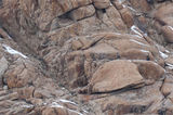 Snow Leopard