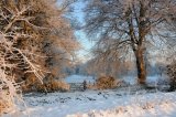 Sparham Beeches in the Snow