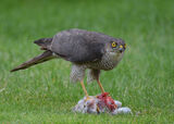 Sparrowhawk