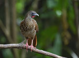 Speckled Chachalaca