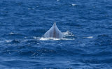 Sperm Whale