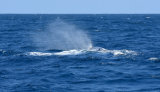 Sperm Whale Blow!