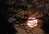 Spider Monkey At Sunrise