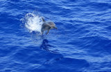 Spinner Dolphin
