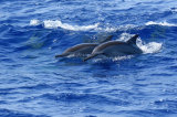 Spinner Dolphins