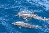 Spinner Dolphins