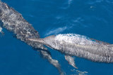 Spinner Dolphins