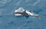 Spotted Dolphin