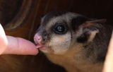 Squirrel Glider (Captive)