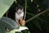Squirrel Monkey