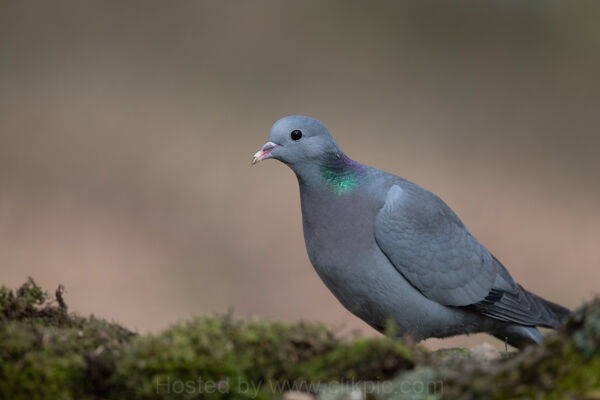 Stock Dove