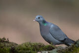 Stock Dove