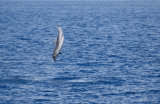 Striped Dolphin