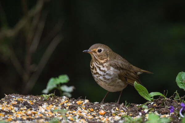 Swainson's Thrush