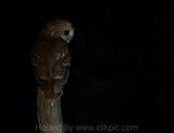 Tawny Owl