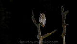 Tawny Owl