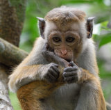 Toque Macaque