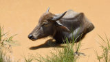 Water Buffalo